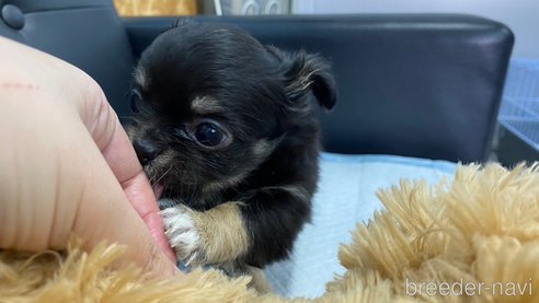 成約済の兵庫県のチワワ(ロングコート)-279852の8枚目